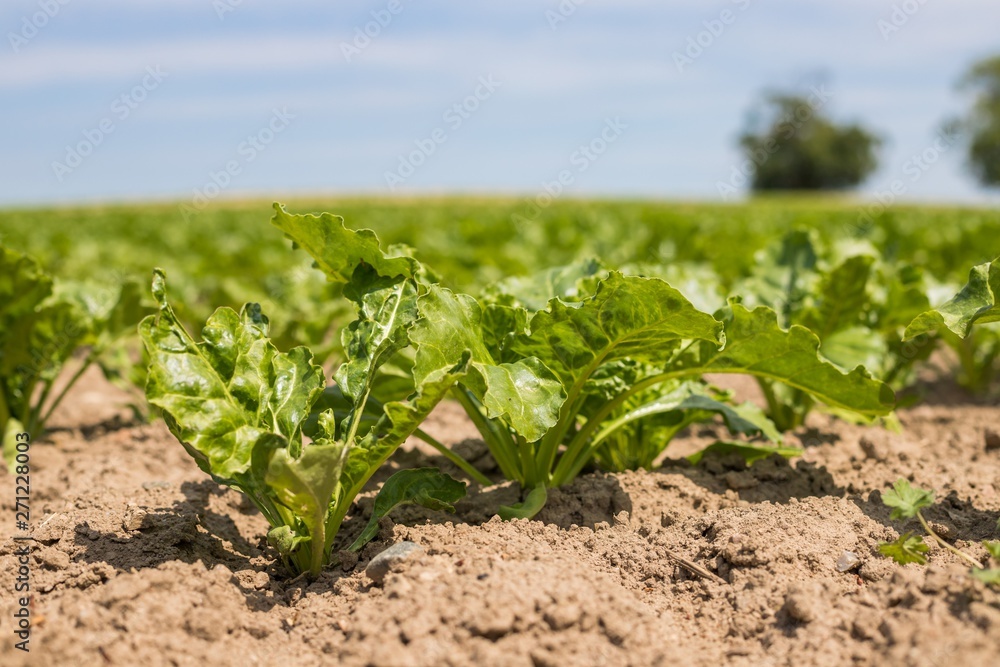  Young green beet plants on the field. Young beet Plants