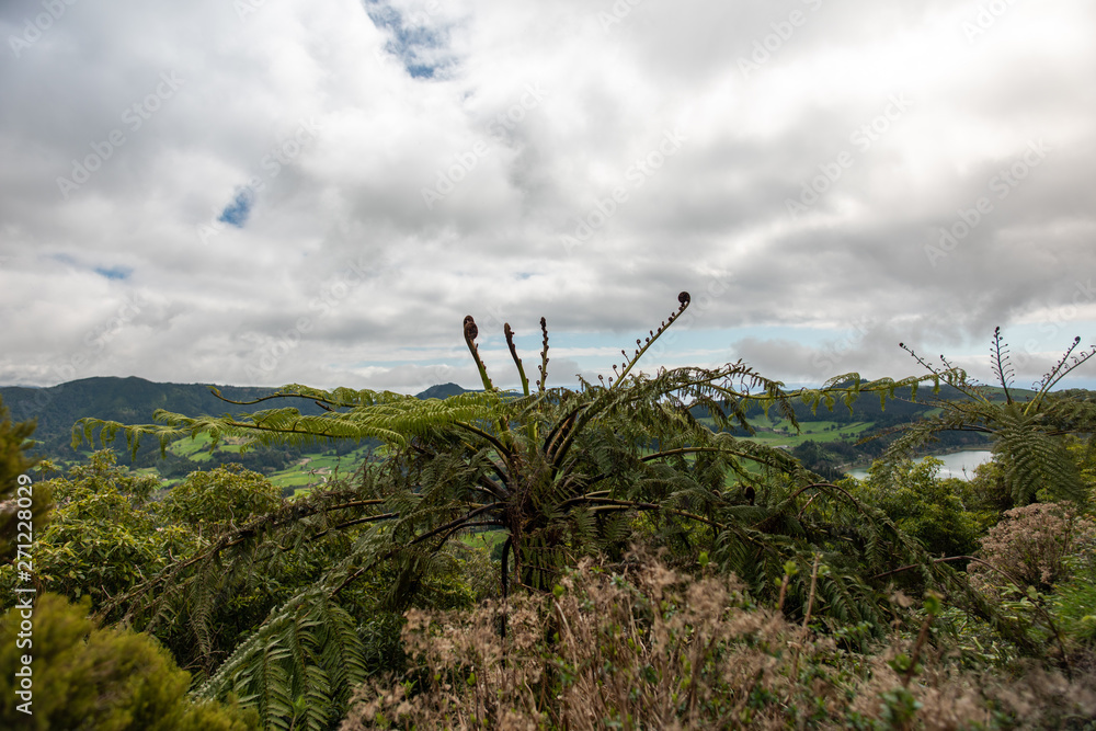 Fern tree in Furnas View point in Sao Miguel Island, azores, Portugal