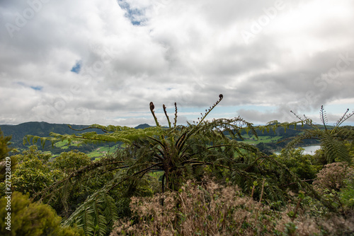 Fern tree in Furnas View point in Sao Miguel Island, azores, Portugal