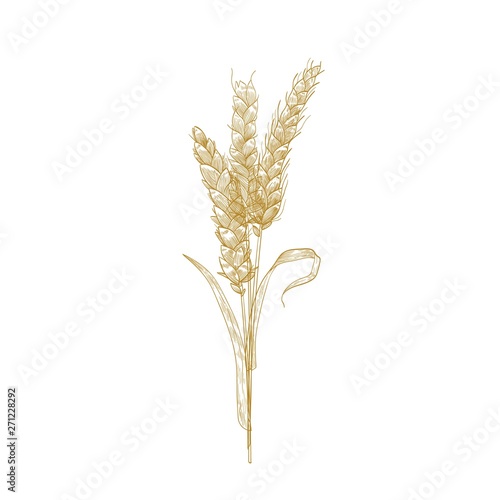 Bunch of wheat ears or sheaf of spikelets hand drawn with contour lines on white background. Cultivated cereal plant, grain or crop. Decorative design element. Elegant realistic vector illustration.