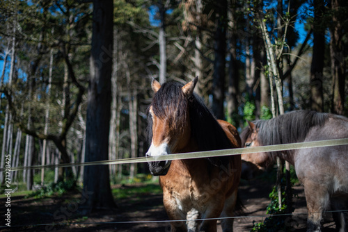 Horses in Sintra Park, Portugal