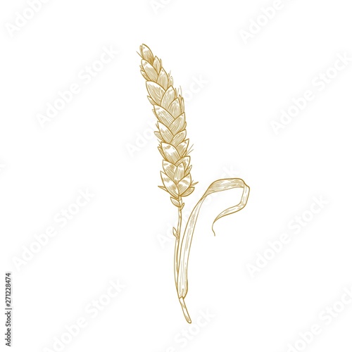 Elegant botanical drawing of wheat ear or spikelet. Cultivated cereal plant, grain or crop hand drawn with contour lines on white background. Decorative design element. Monochrome vector illustration.