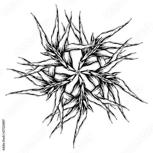 Drawing for a tattoo drawn with ink by hand. Sharp flower. Logo. Rock style.