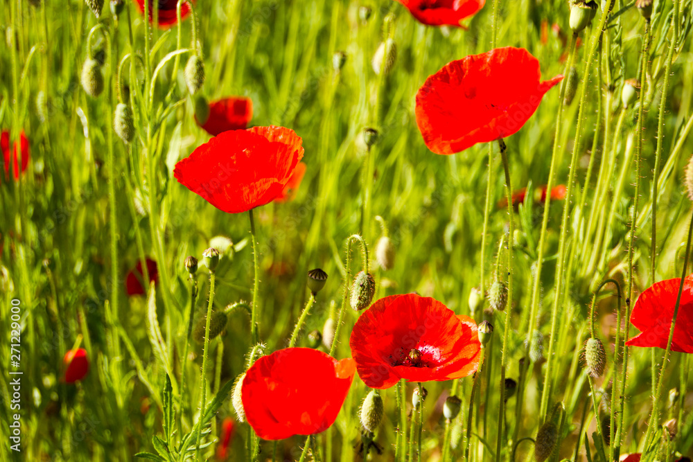 Obraz premium Field with red Common Poppy (Papaver rhoeas), of the poppy family Papaveraceae. The poppy is also a symbol of dead soldiers since World War 1.