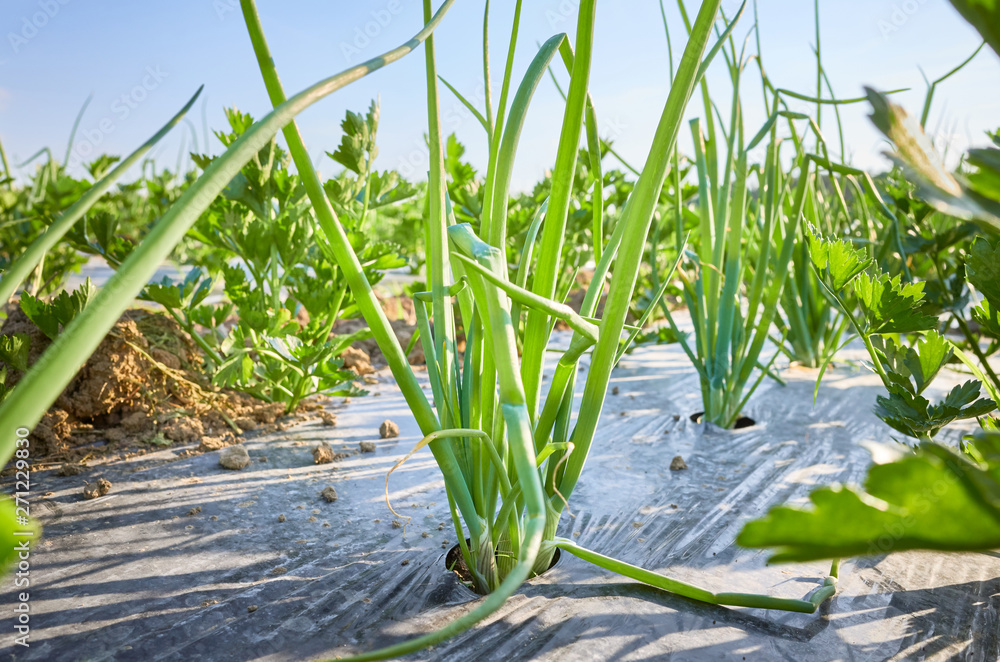 Obraz premium Close up picture of chives on organic farm field patch covered with plastic mulch used to suppress weeds and conserve water, selective focus.