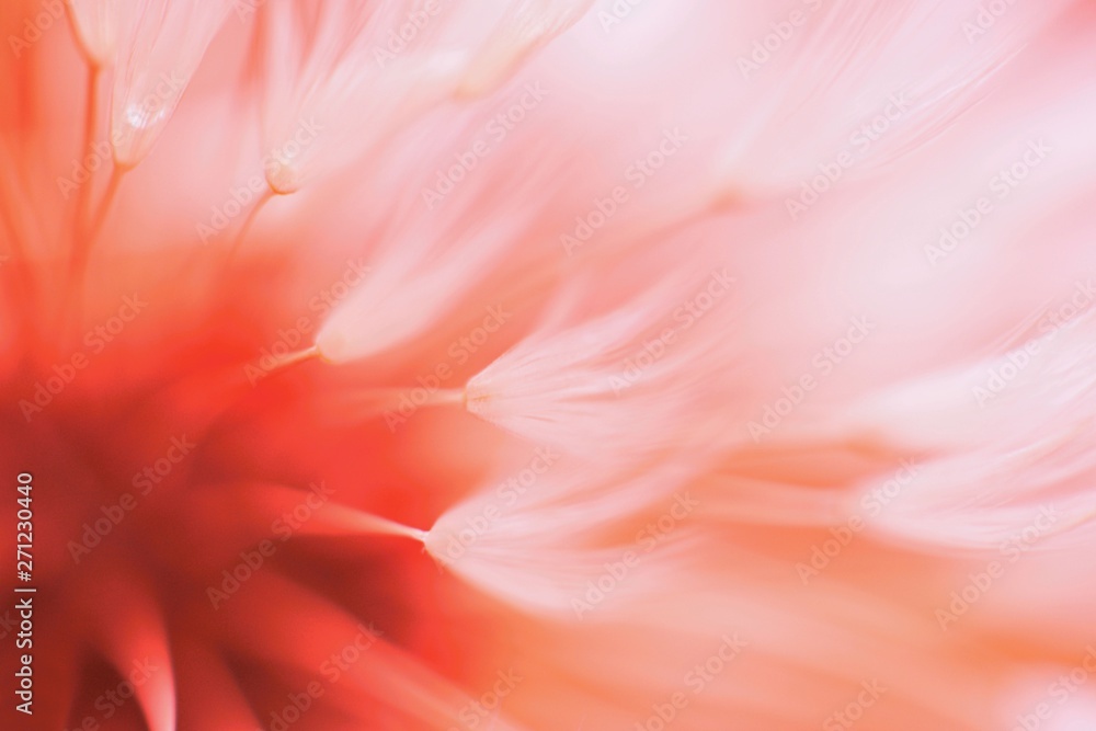 Abstract blured dandelion flower in coral color
