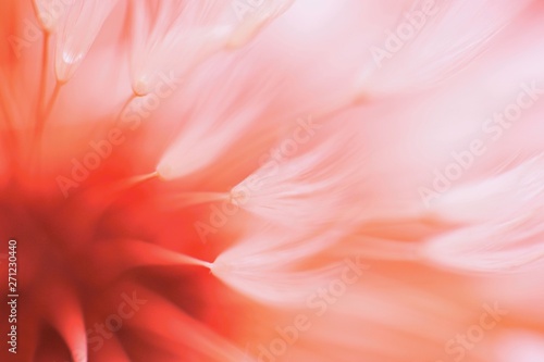 Fototapeta Naklejka Na Ścianę i Meble -  Abstract blured dandelion flower in coral color