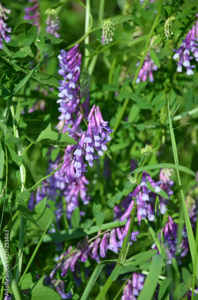 lavende, kwiat, fiolet, roślin, charakter, kwiat, jardin, pola, lato, ziele, zieleń, roz, kwiatowy, flora, kwiat, kwiat, aromat, jary, wrzos, kwitnienie, fiolet, bliska, naturalny, zielarski, dz lavende, kwiat, fiolet, roślin, charakter, kwiat, jardin, pola, lato, ziele, zieleń, roz, kwiatowy, flora, kwiat, kwiat, aromat, jary, wrzos, kwitnienie, fiolet, bliska, naturalny, zielarski, dz