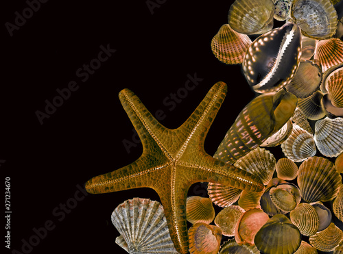 shells and starfish on a black background