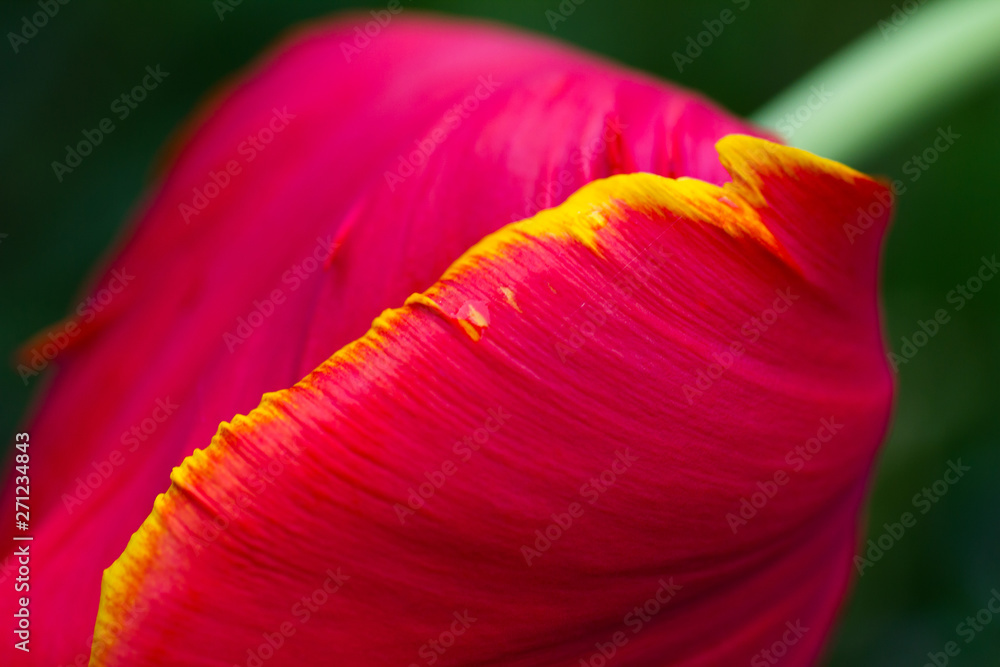 Red tulip petal with yellow rim close up Red tulip petal with yellow rim close up