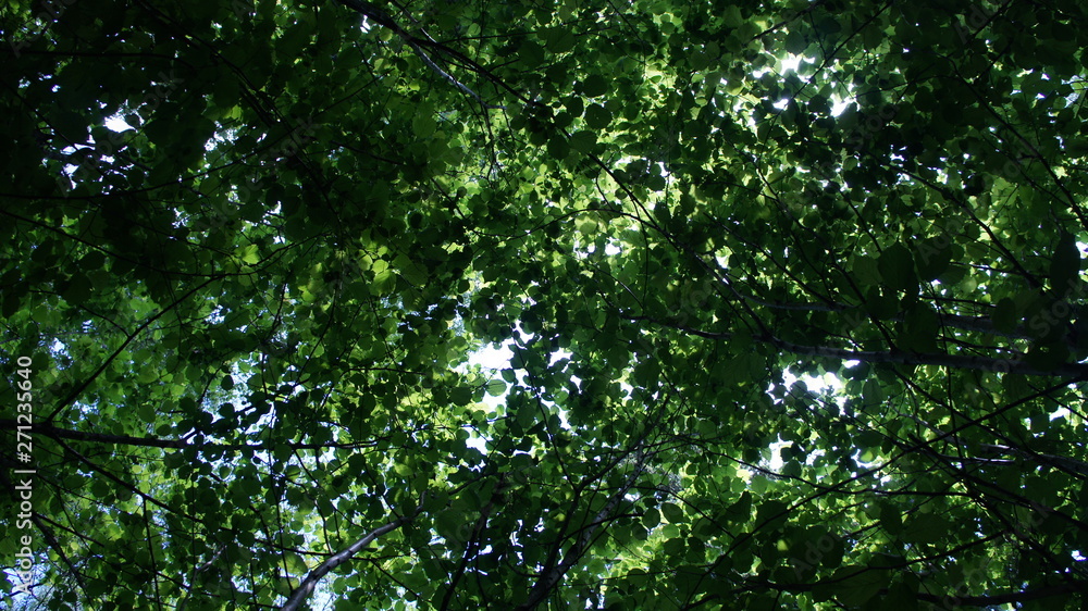 Fototapeta premium Foliage against the sky. Green European deciduous forest. Summer thicket landscape.