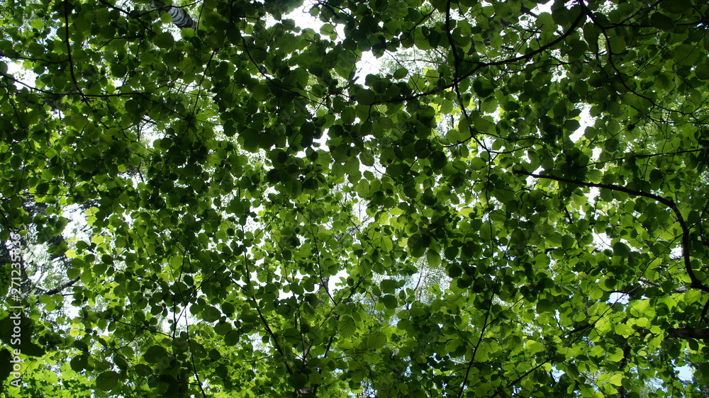 Foliage against the sky. Green European deciduous forest. Summer thicket landscape. Foliage against the sky. Green European deciduous forest. Summer thicket landscape.