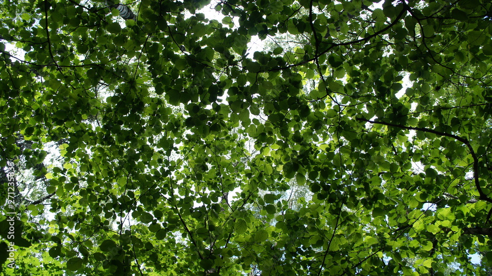 Foliage against the sky. Green European deciduous forest. Summer thicket landscape.