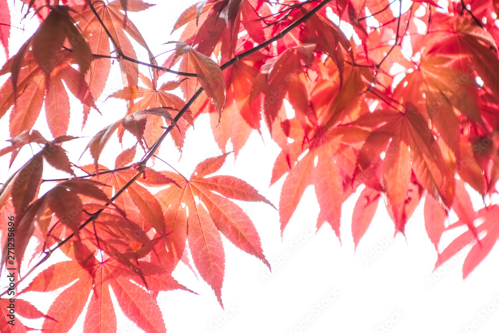 Autumn colorful red leaf texture. Autumn colorful red leaf texture.