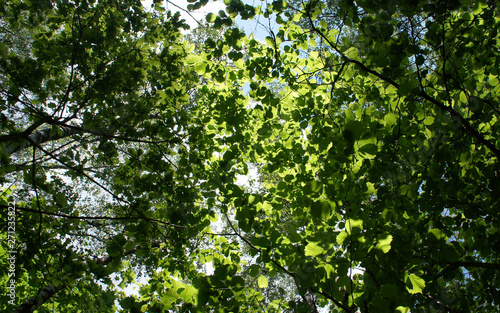 Foliage against the sky. Green European deciduous forest. Summer thicket landscape.