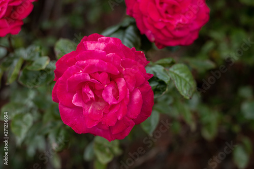 pink rose in garden