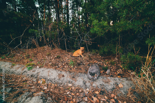 Two cats in autumn forest. Gray cat and ginger cat sit among leafage on edge of forest. Fallen foliage on ground in fall woods. Needles on branches. Coniferous trees in dark woodland. Funny animals.
