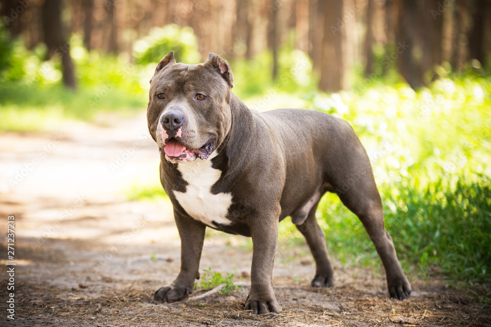 American bully in the forest in summer American bully in the forest in summer