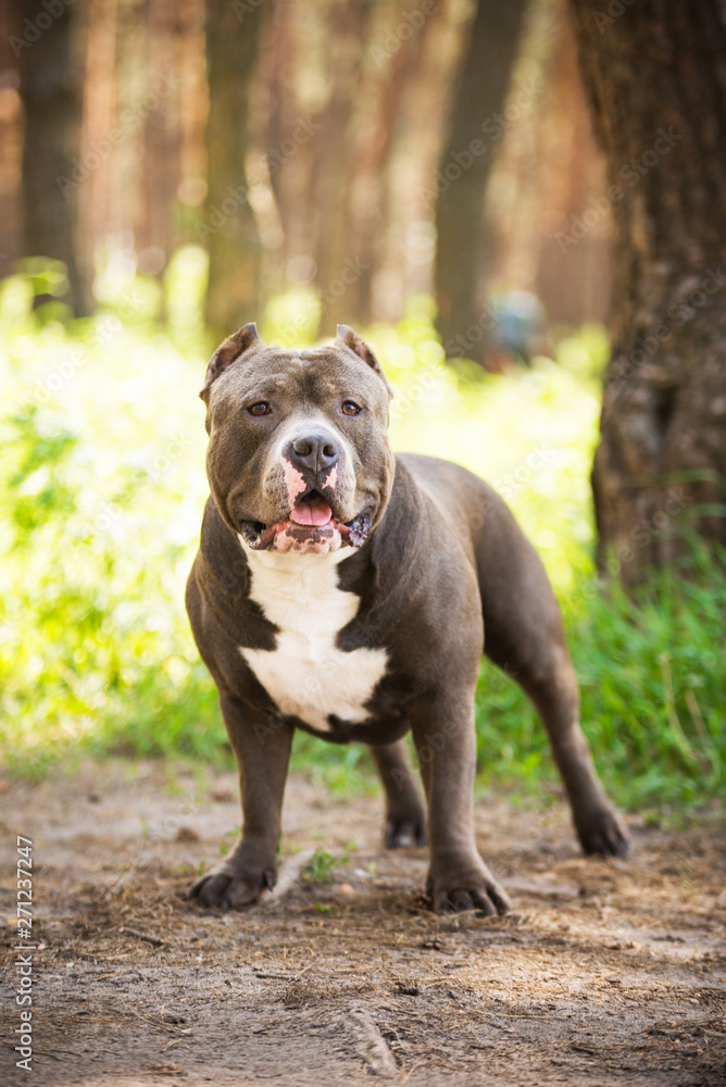 American bully in the forest in summer
