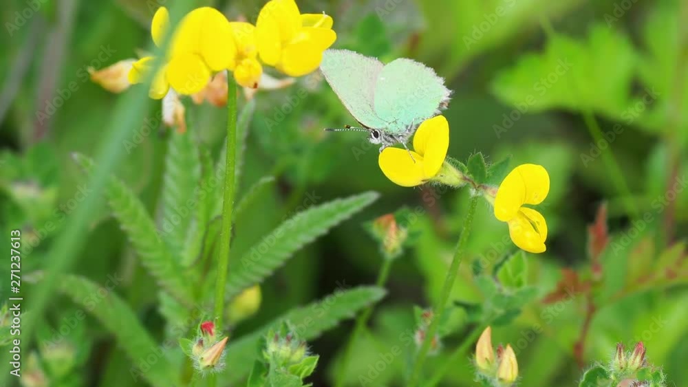 Green hairstreak (Callophrys rubi) Green hairstreak (Callophrys rubi)