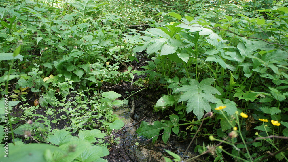 Forest stream in the bushes close-up in summer. Forest stream in the bushes close-up in summer.