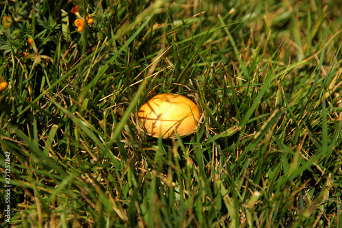 Round Mushroom in Grass  © ALYEVA