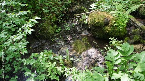 Forest stream in the bushes close-up in summer.