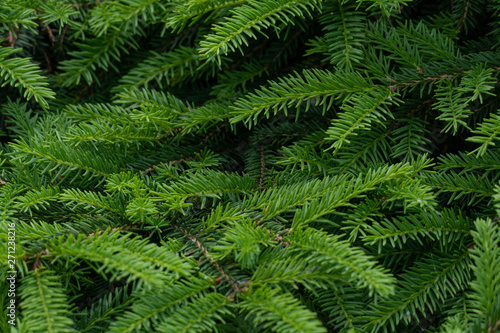 Background Green Prickly Branches