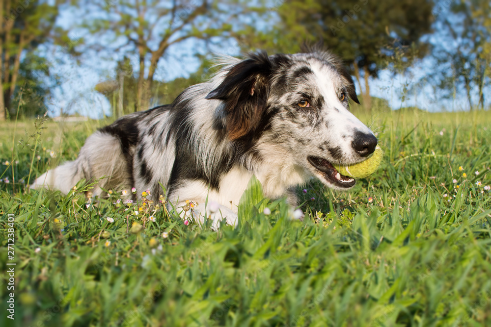 BORDER COLLIE DOG PLAYING A BALL AND LYING DOWN AT PARK BORDER COLLIE DOG PLAYING A BALL AND LYING DOWN AT PARK