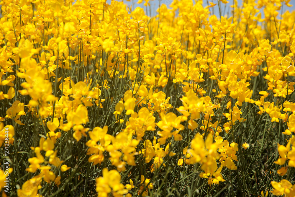 Flowering of broom in spring, yellow flower flowering in spring 