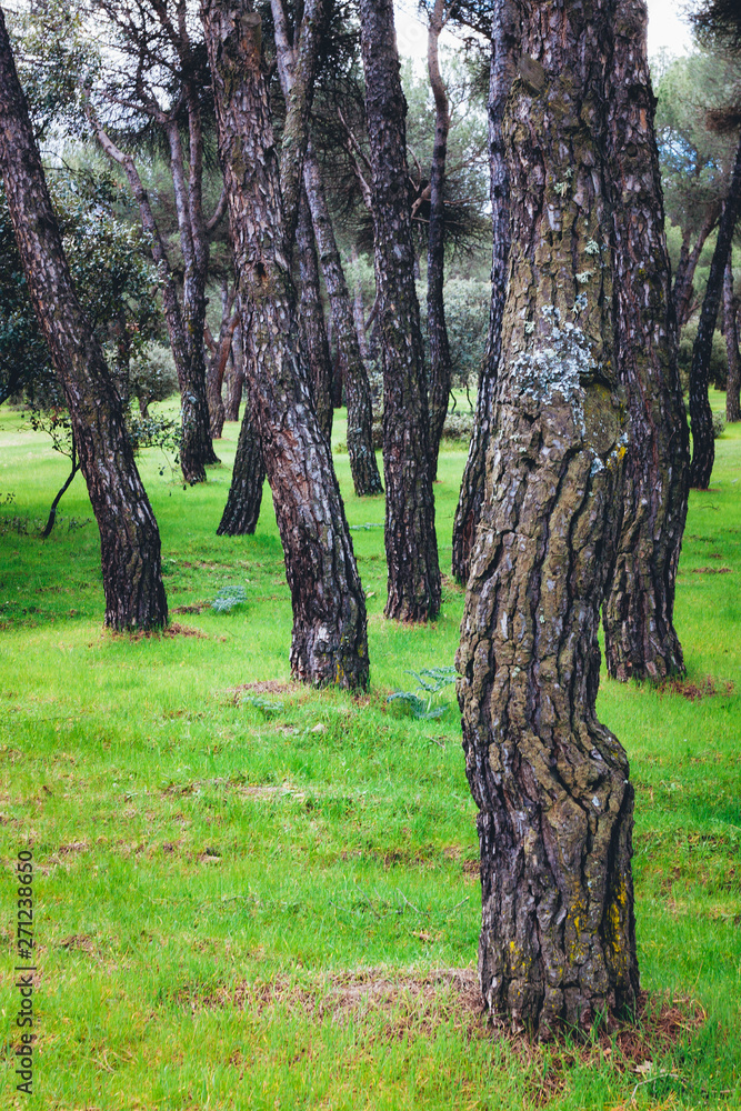 TREES IN PARK ON GREEN GRASS TREES IN PARK ON GREEN GRASS