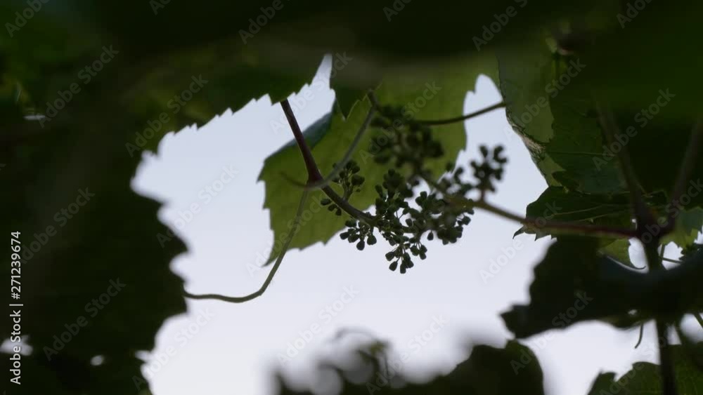 young shoots of the vine in the sun young shoots of the vine in the sun
