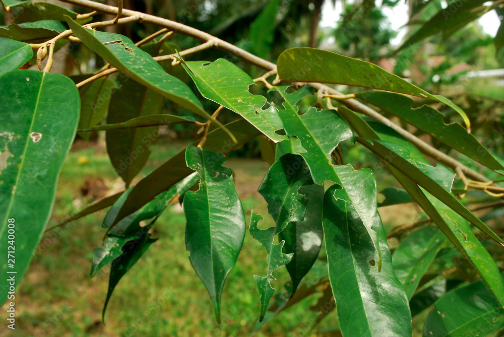 Durian leaves are diseased, durian trees start to grow new. Durian leaves are diseased, durian trees start to grow new.
