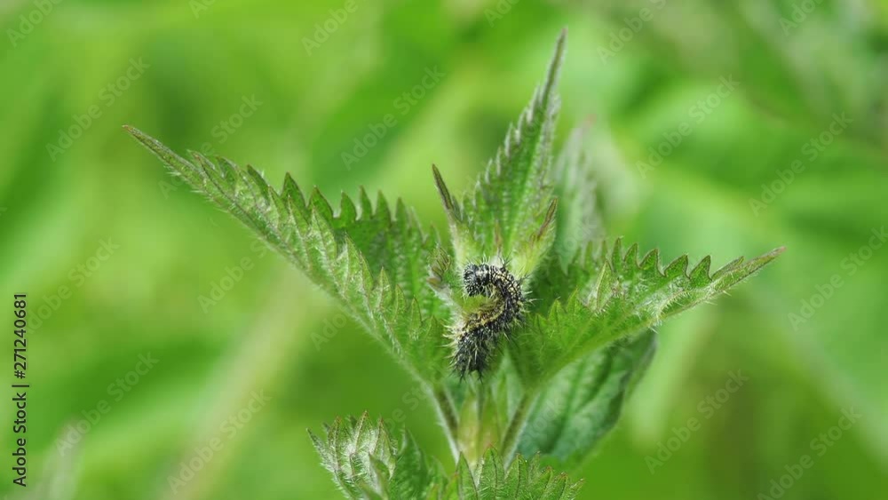 Tortoiseshell caterpillar on a stinging nettle Tortoiseshell caterpillar on a stinging nettle