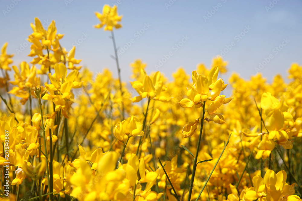 Flowering of broom in spring, yellow flower flowering in spring Flowering of broom in spring, yellow flower flowering in spring