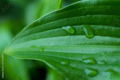 Water drops on large green leaves.