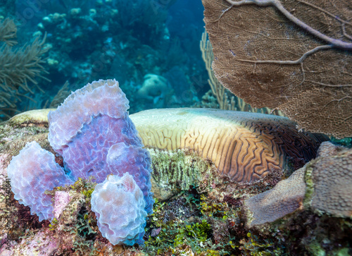 Coral garden in Caribbean photo