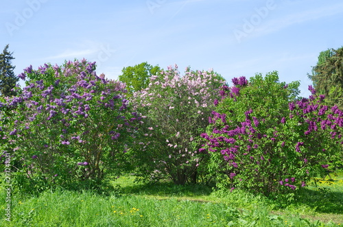 Photography Blooming lilac of different varieties in the Botanical garden on a Sunny spring