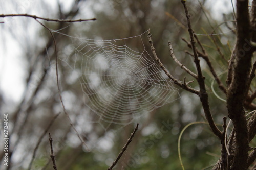 spider net built on branches of tree
