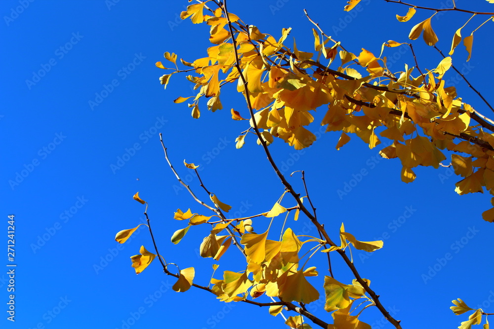 ginkgo biloba tree in the fall ginkgo biloba tree in the fall