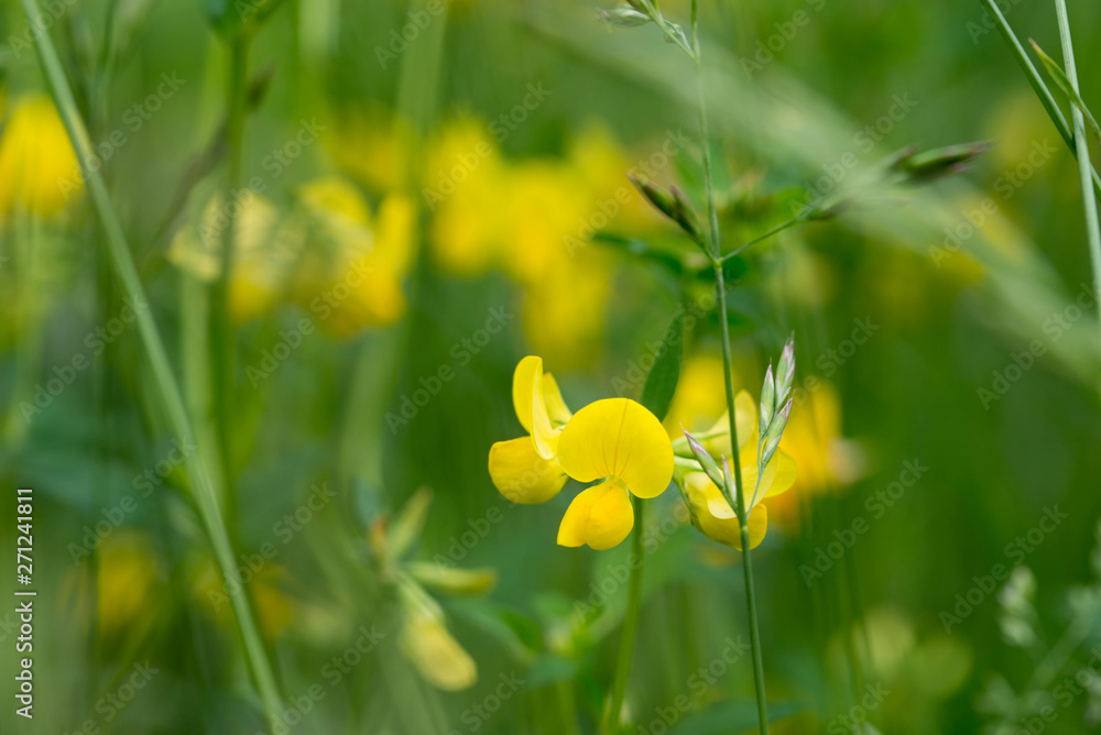 Fototapeta premium Lotus corniculatus yellow flowers macro