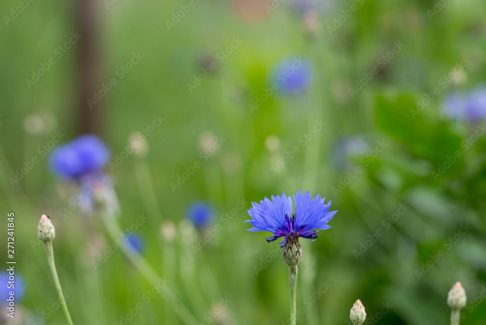Centaurea cyanus, cornflower, bachelor's button blue flowers Centaurea cyanus, cornflower, bachelor's button blue flowers