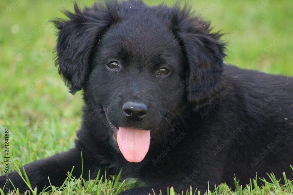 Lying Black Dog Portrait - Labrador hybrid and retriever.Black ten week old puppy Labrador lying on green grass.