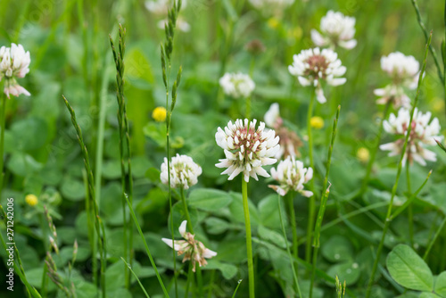 Trifolium repens   white clover flowers in meadow