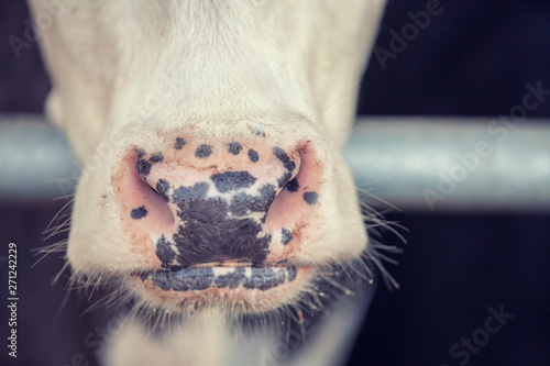 Macro nose of a cow on the farm