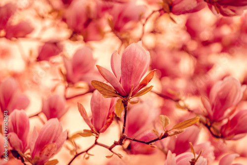 Vintage blossoming magnolia tree in the park. Springtime © vvvita