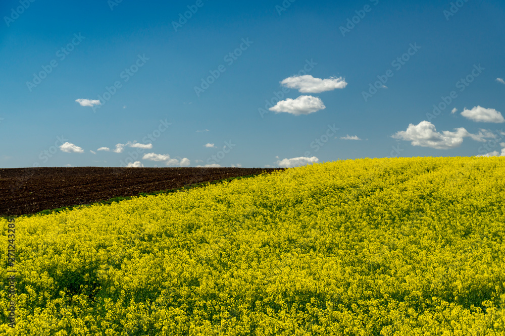 Obraz premium Flowering field of bright yellow rapeseed or colza