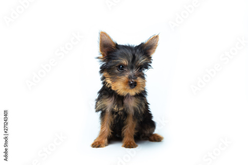 Cute yorkshire terrier puppy stand on the table in white background