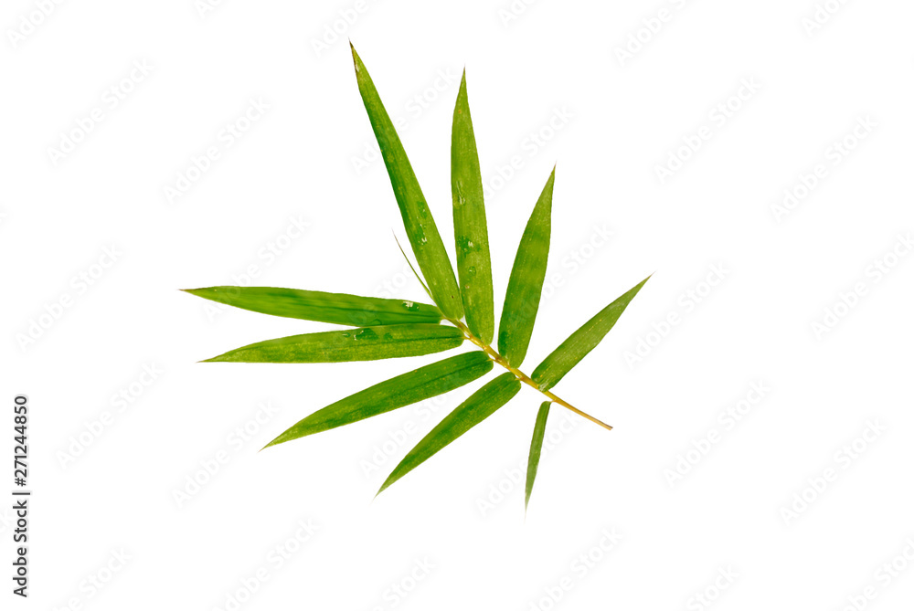 Fototapeta premium Bamboo leaves on white background.(with Clipping Path).