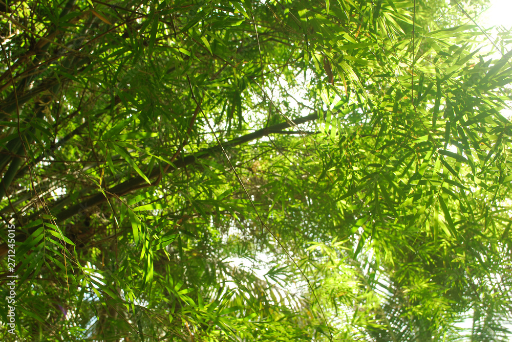 Fototapeta premium Thai bamboo grove is a farmer's career.